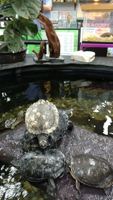 Great Lakes Reptiles Picture 3