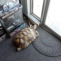 Great Lakes Reptiles ico