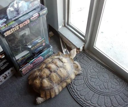Great Lakes Reptiles