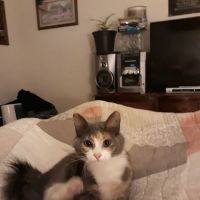 Petco ico