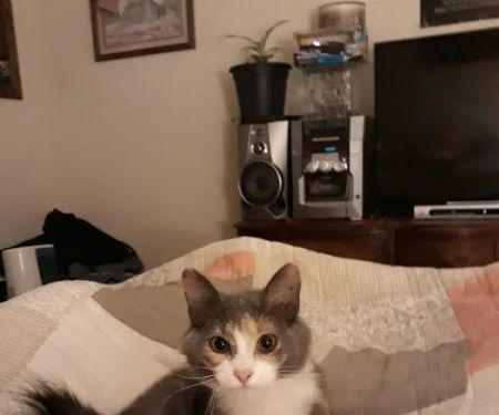 Petco