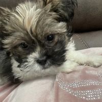 Tri-State Veterinary Hospital ico