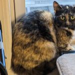 Eastern PA Animal Alliance -Wilkes Barre Location