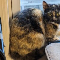 Eastern PA Animal Alliance -Wilkes Barre Location ico
