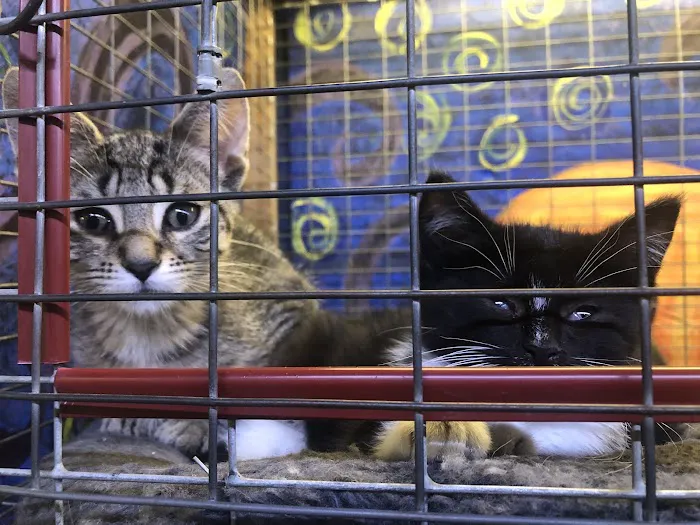 Critter Pet Shop Picture 9