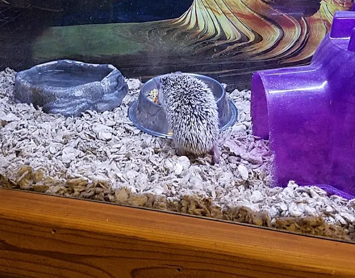 Critter Pet Shop Picture 2