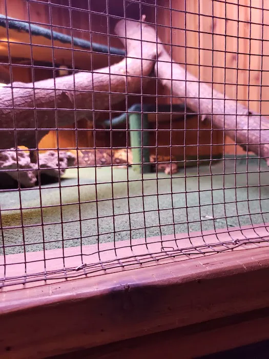Critter Pet Shop Picture 10