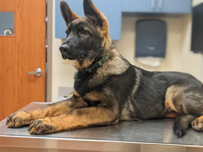 Wyoming Valley Veterinary Hospital Picture 1