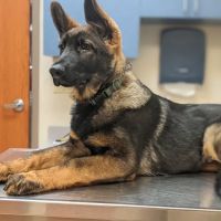 Wyoming Valley Veterinary Hospital ico