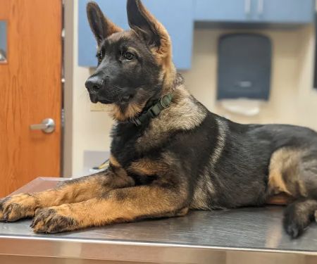 Wyoming Valley Veterinary Hospital