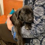 West Side Veterinary Hospital