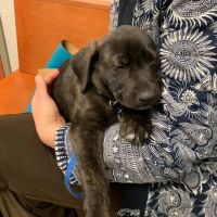 West Side Veterinary Hospital ico