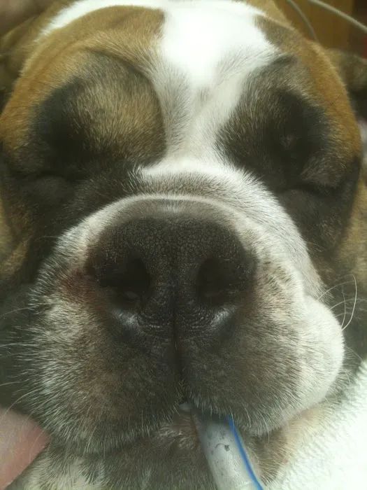West Side Veterinary Hospital Picture 5