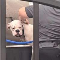 Pet Supplies Plus Southgate ico
