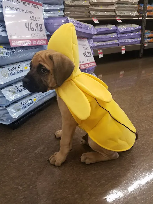 Pet Supplies Plus Southgate Picture 3