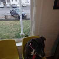 Kingston Veterinary Clinic ico