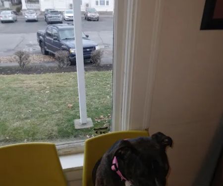 Kingston Veterinary Clinic