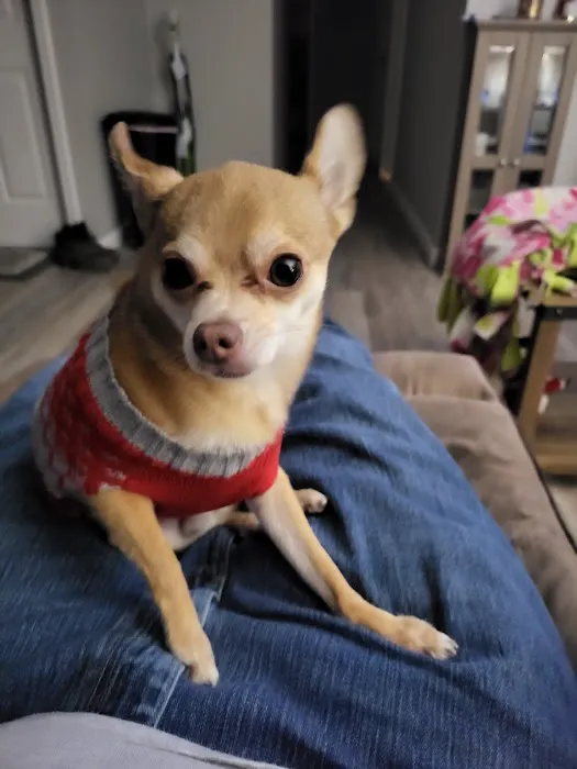Premier Pet Supply Picture 8