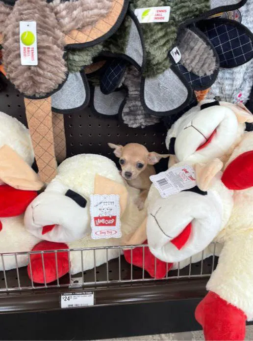 Premier Pet Supply Picture 7