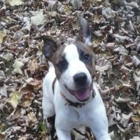 Plains Animal Hospital: Williamson Andrea DVM ico