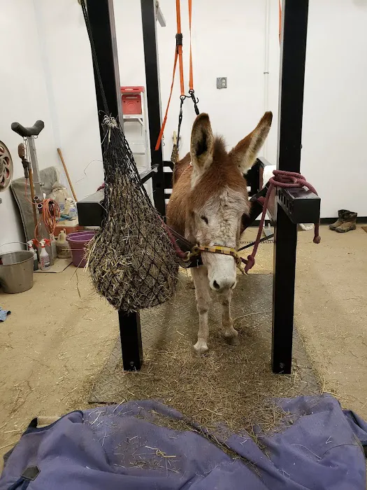 Quodomine Veterinary Services Picture 2