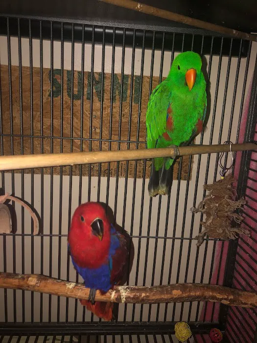 JoJo’s Flying Friends Picture 2
