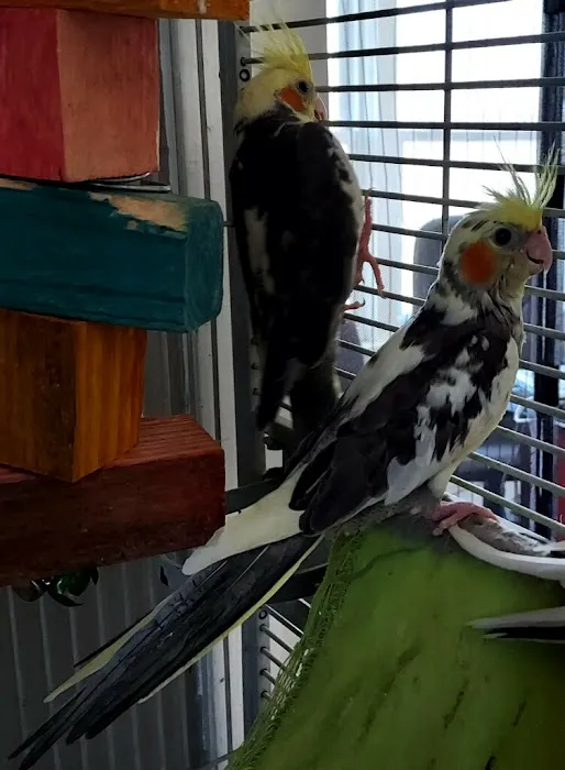 JoJo’s Flying Friends Picture 9