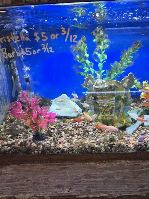 Royal Tropical Fish & Bird Picture 3