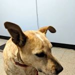 Sweet Valley Veterinary Clinic