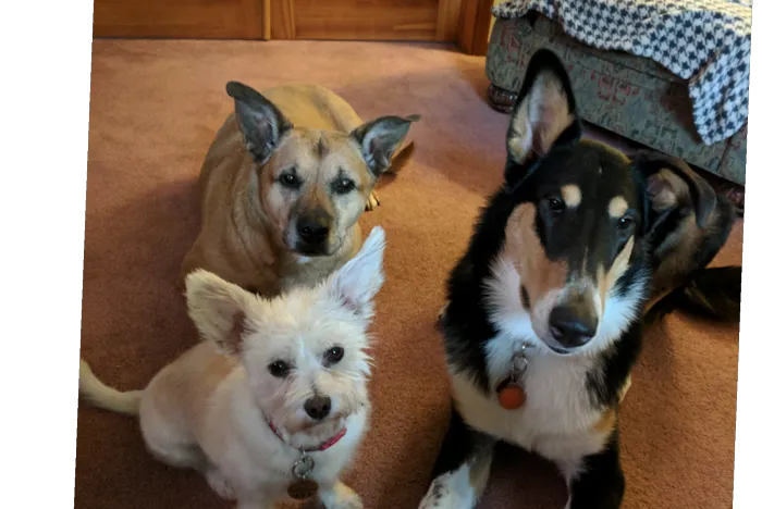 Sweet Valley Veterinary Clinic Picture 10