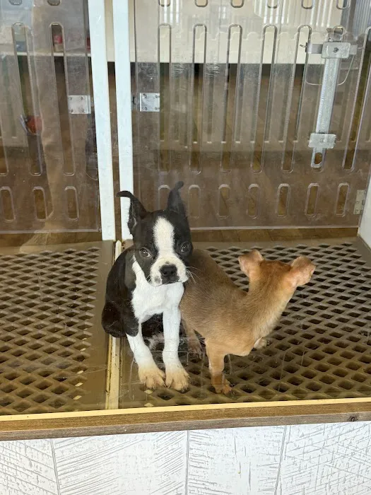 Puppygram Metro Detroit Picture 1