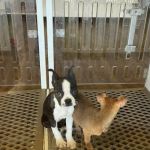 Puppygram Metro Detroit