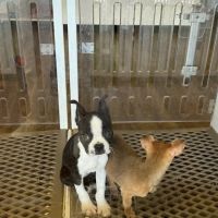 Puppygram Metro Detroit ico
