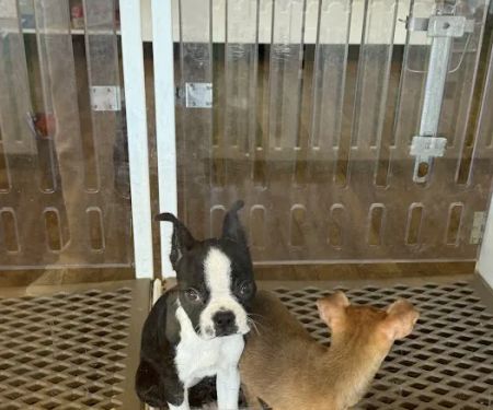 Puppygram Metro Detroit