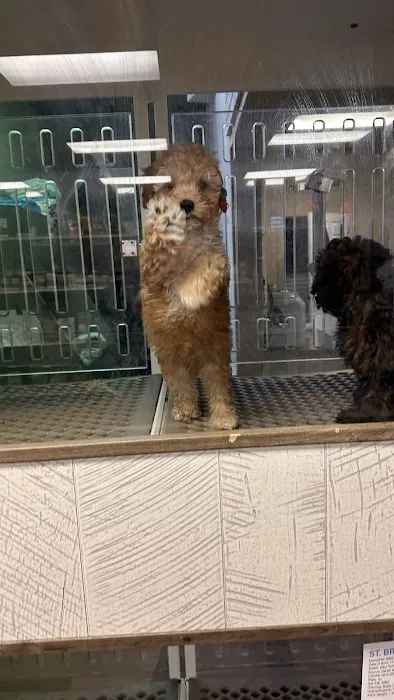 Puppygram Metro Detroit Picture 3