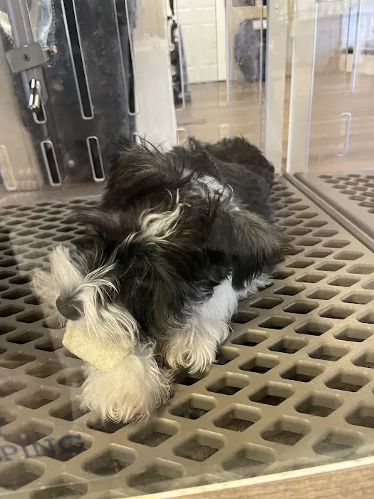 Puppygram Metro Detroit Picture 4