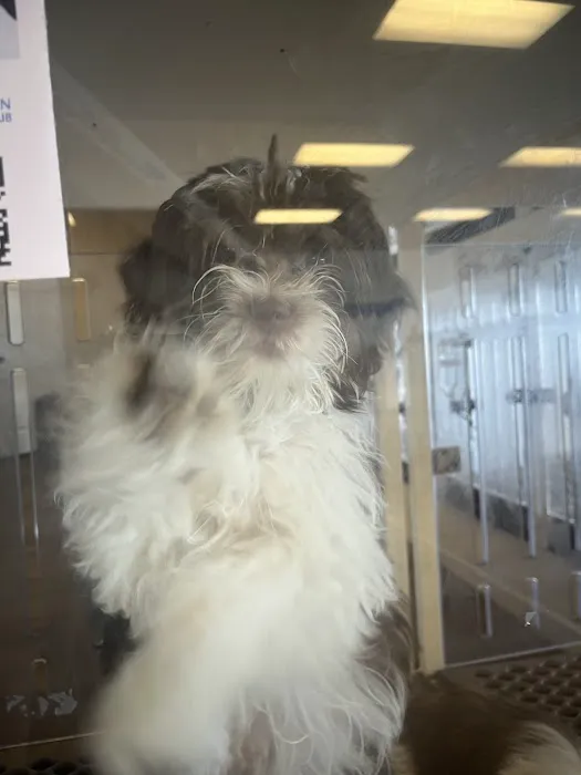Puppygram Metro Detroit Picture 2