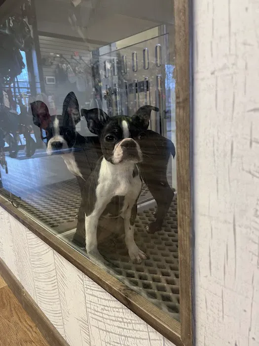 Puppygram Metro Detroit Picture 6
