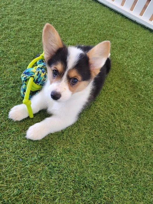 Puppygram Metro Detroit Picture 7