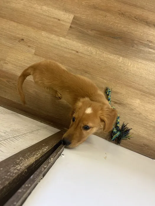 Puppygram Metro Detroit Picture 9