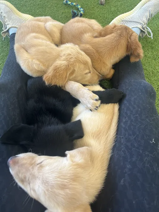 Puppygram Metro Detroit Picture 10