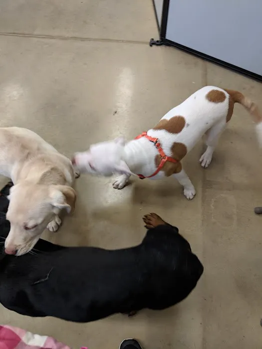 Petco Picture 1