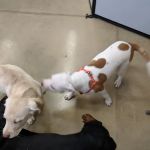 Petco