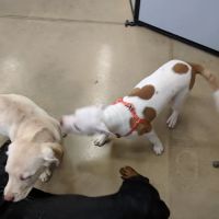 Petco ico