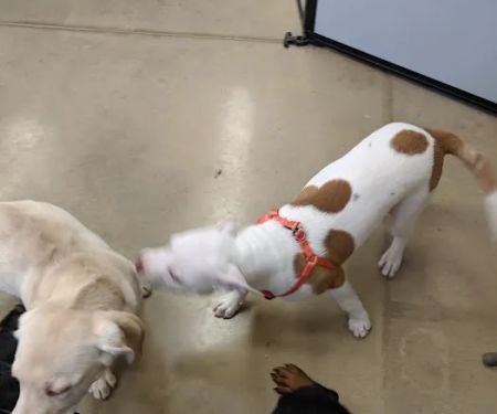 Petco