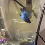 All About Animals Veterinary Services