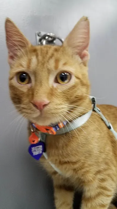 All About Animals Veterinary Services Picture 3