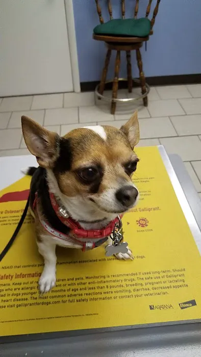 All About Animals Veterinary Services Picture 5