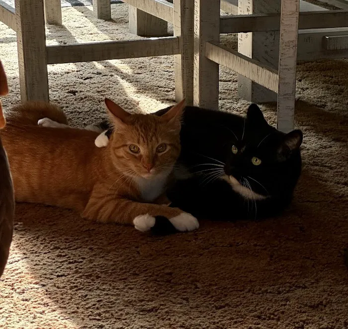 Trucksville Dog & Cat Hospital Picture 3
