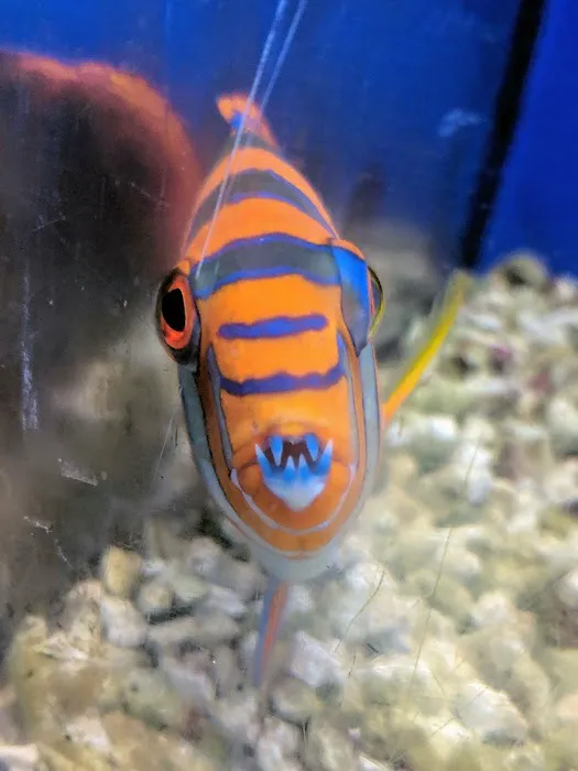 Atlantis Fish Shoppe Picture 4